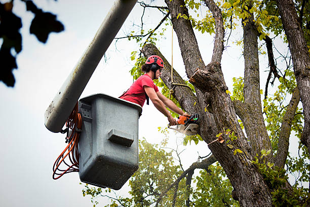 How Our Tree Care Process Works  in Dubois, PA